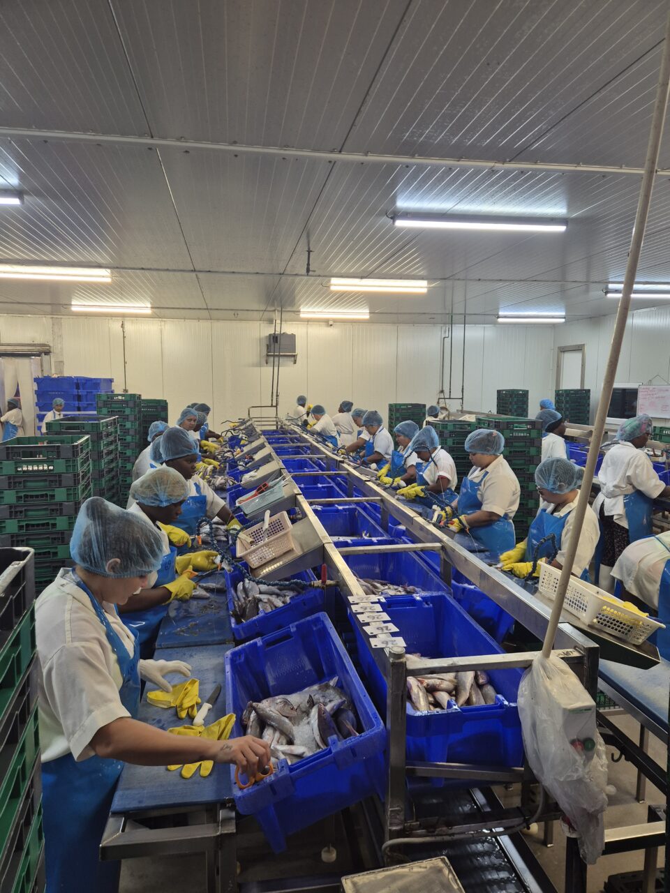 HOLSU suriname waar medewerkers aan de band staan om het vel van de vis te verwijderen.