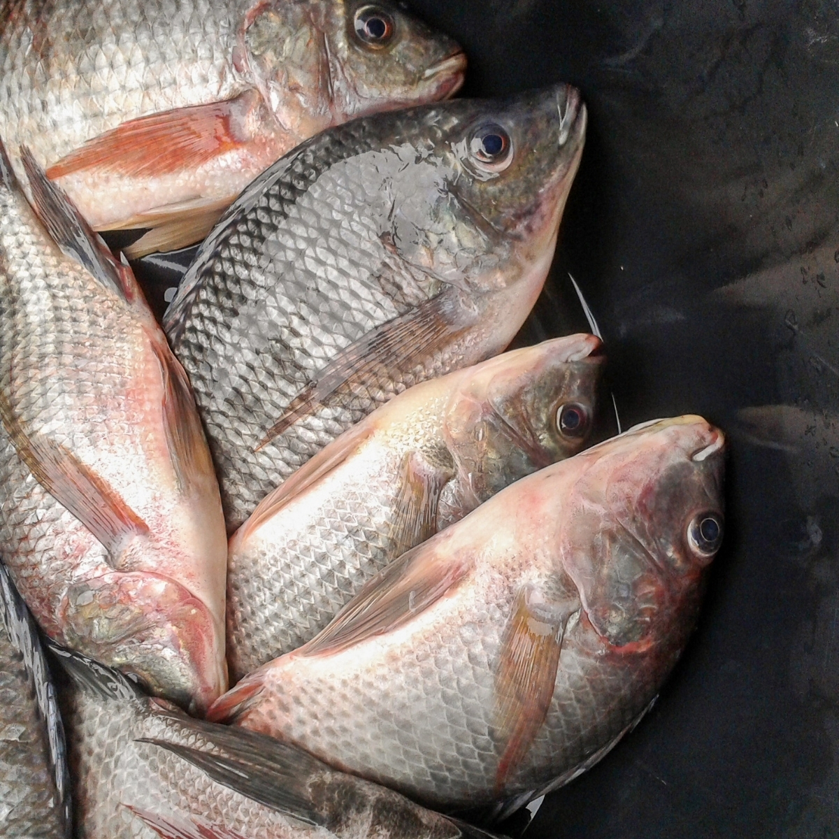Asian Fish