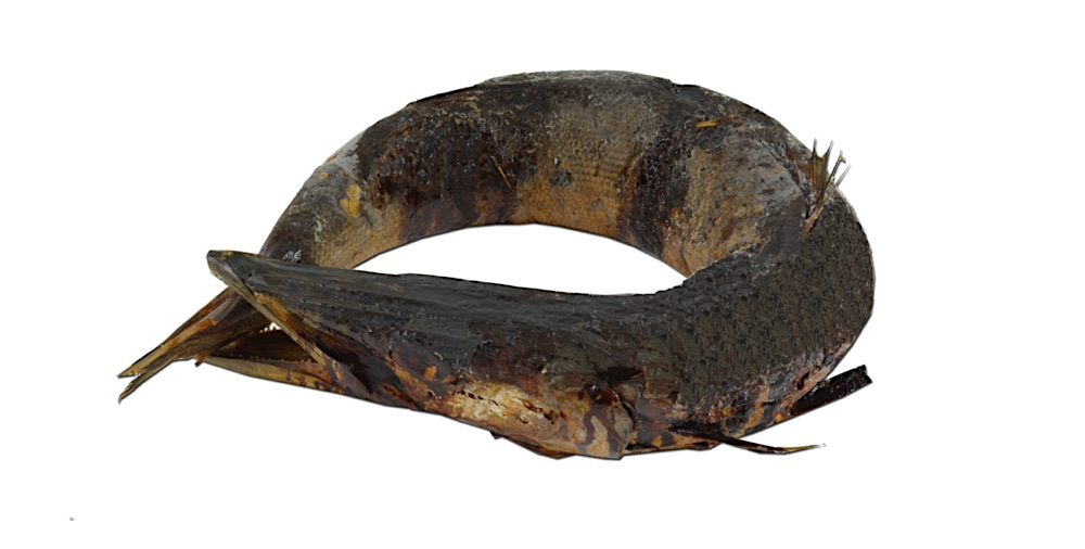 Barracuda – Sphyraena guachancho