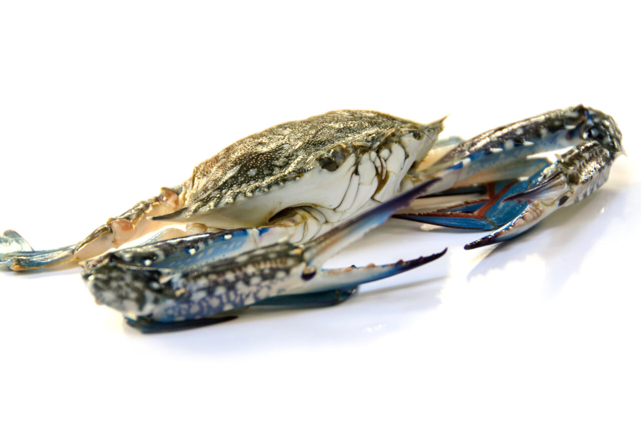 Blue Swimming Crab