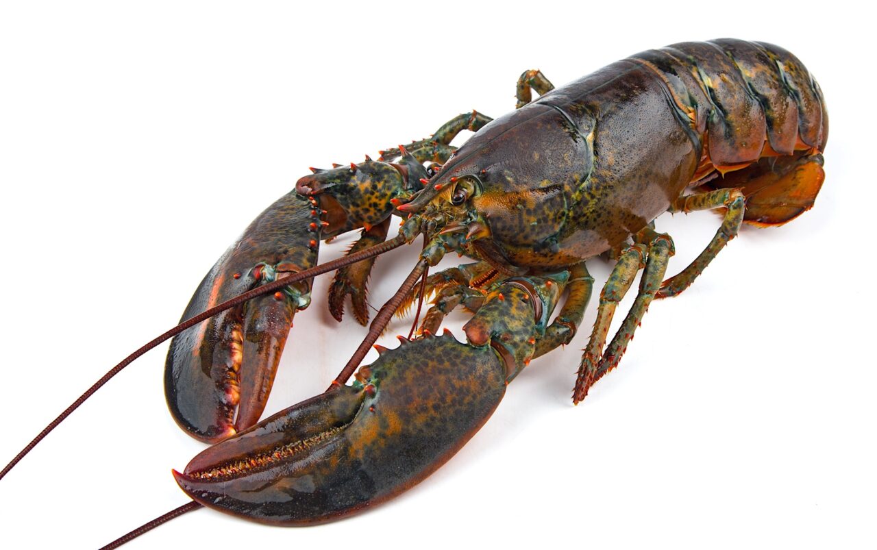 Canadian lobster