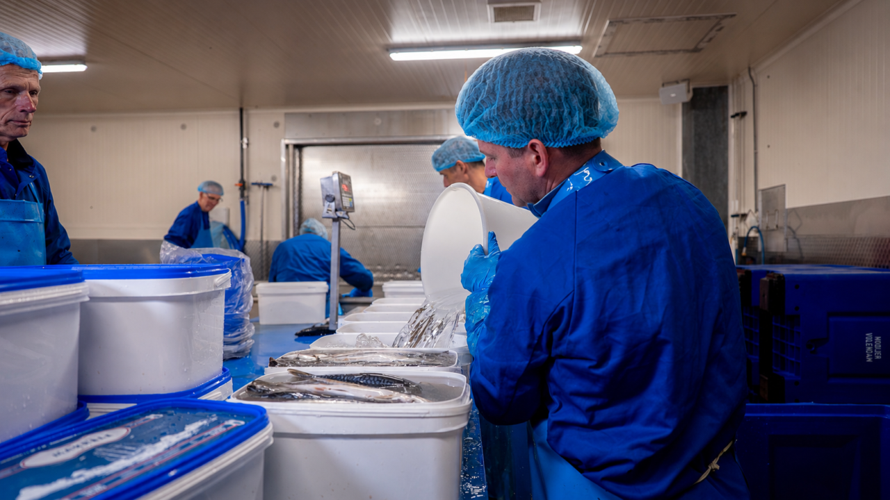 medewerkers van mooijer op de rauwe vis afdeling waar verse makrelen in emmers worden gegoten.