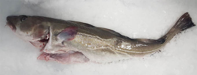 Cod is a cold-water fish and lives at depths of 20 to 600 metres close to the seabed.