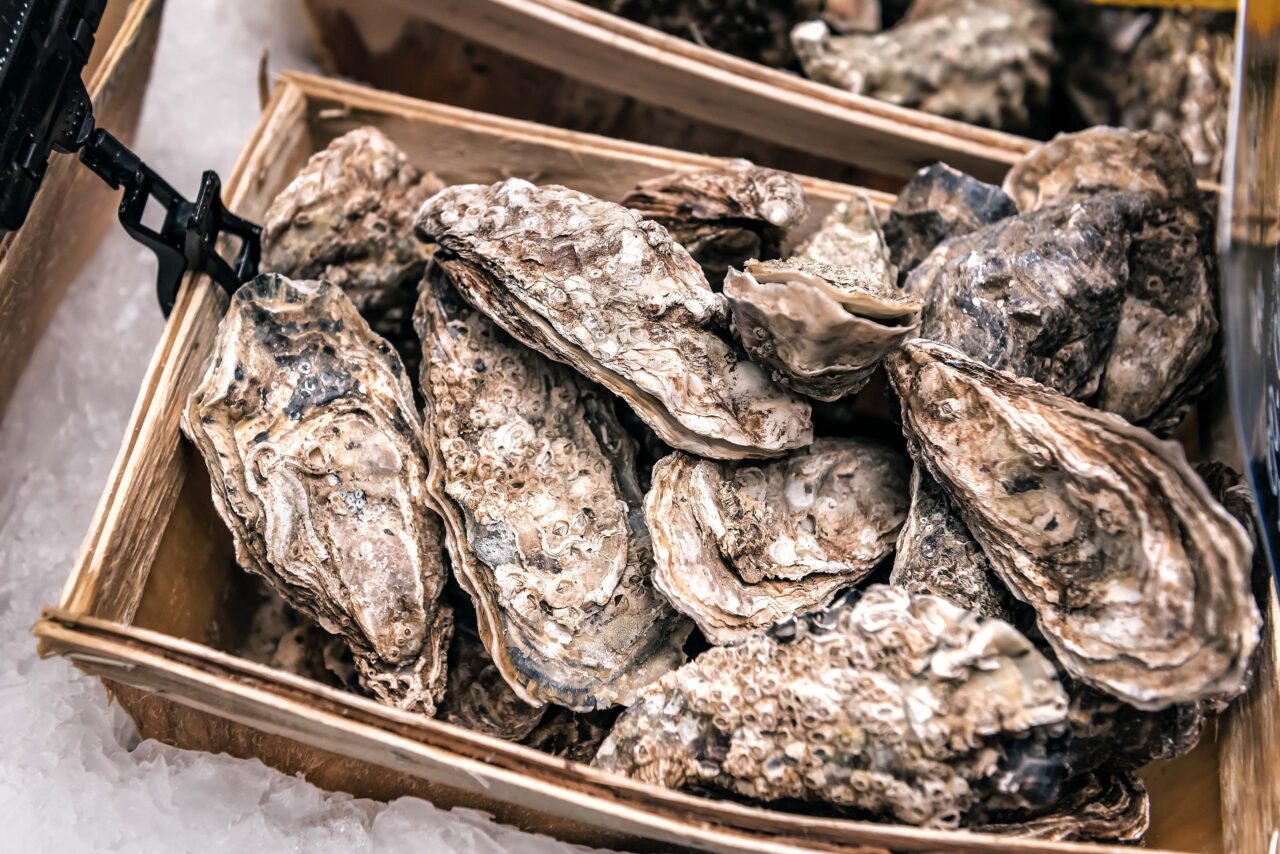 Flat oysters