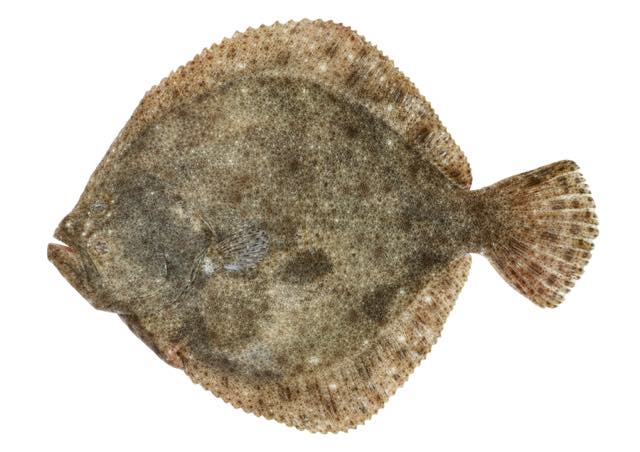 Farmed turbot