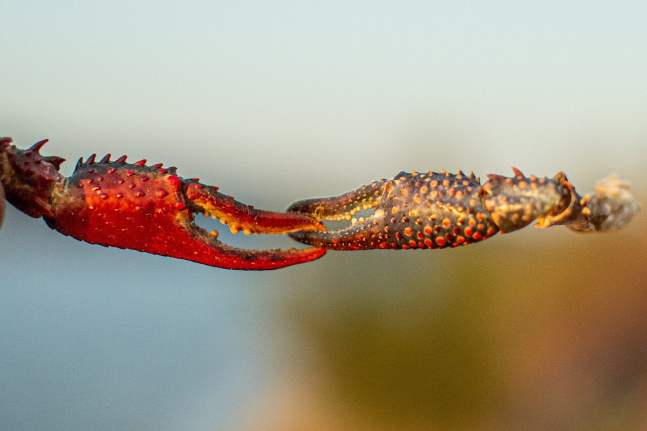 The claws of a lobster