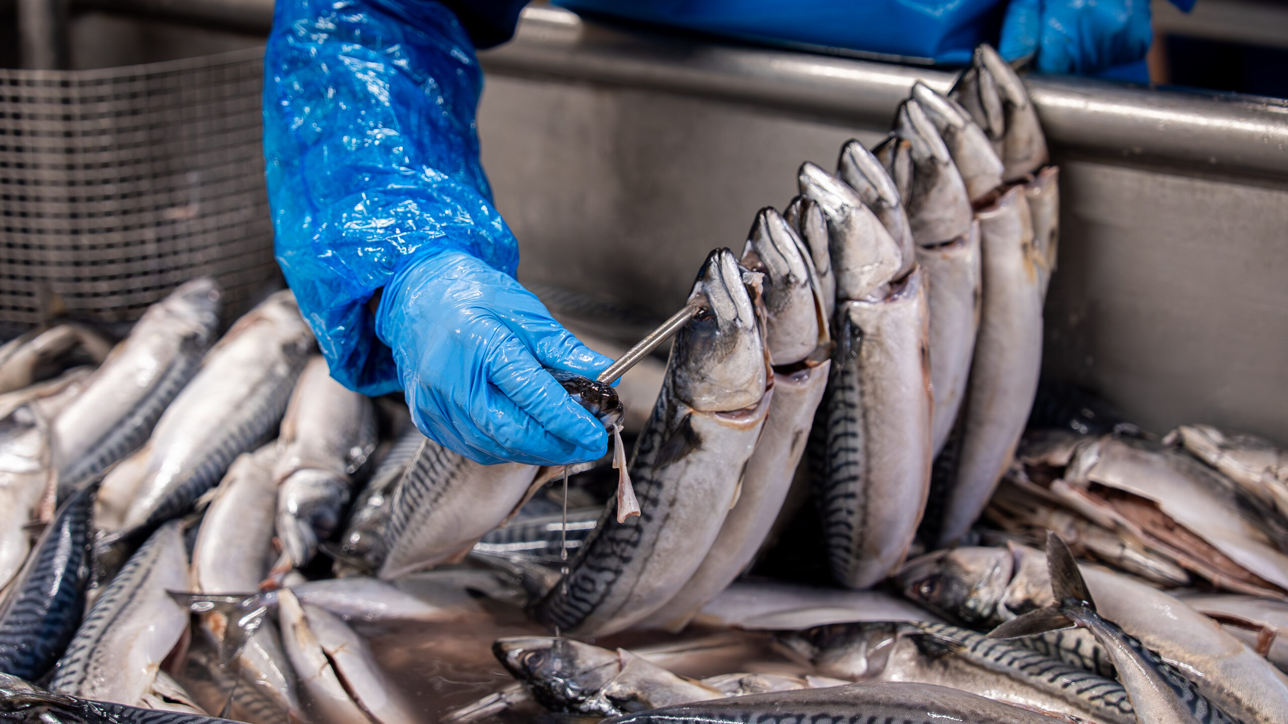 medewerkers van mooijer op de rauw vis afdeling die verse makrelen aan een spit rijgen, klaar om te worden gerookt in de ambachtelijke rokerij van mooijer.