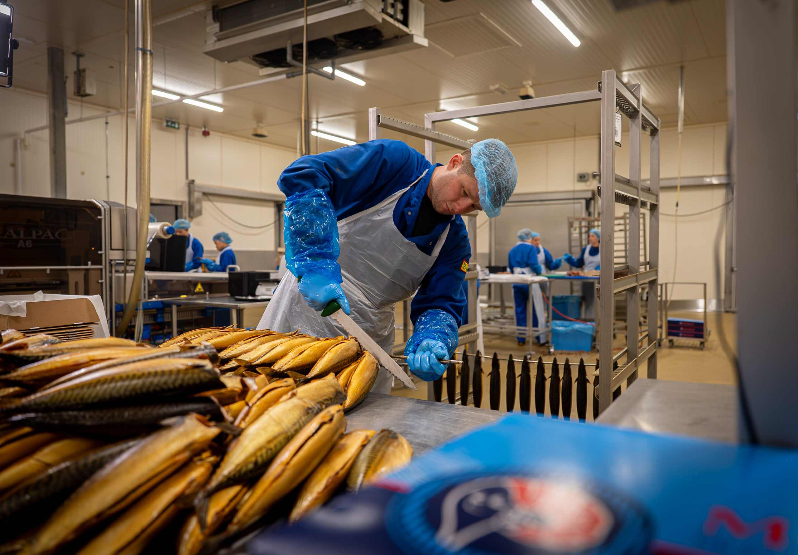 collega van mooijer die spekmakreel aan het ''koppen'' is. dit betekent het afsnijden van de kop. het lichaam van de vis wordt verpakt in doosjes en verkocht.