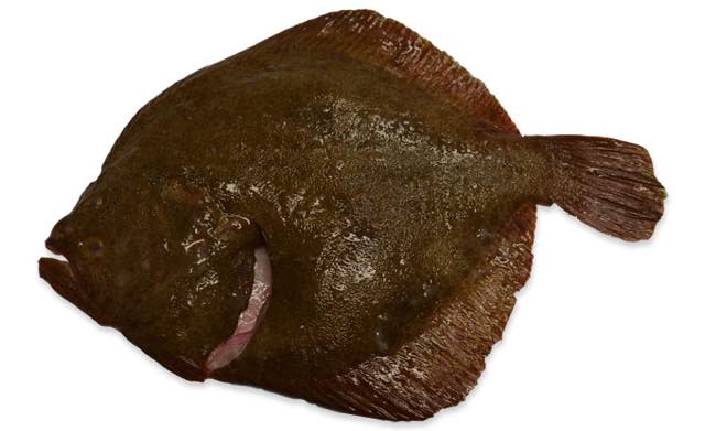 The difference between turbot, halibut and brill
