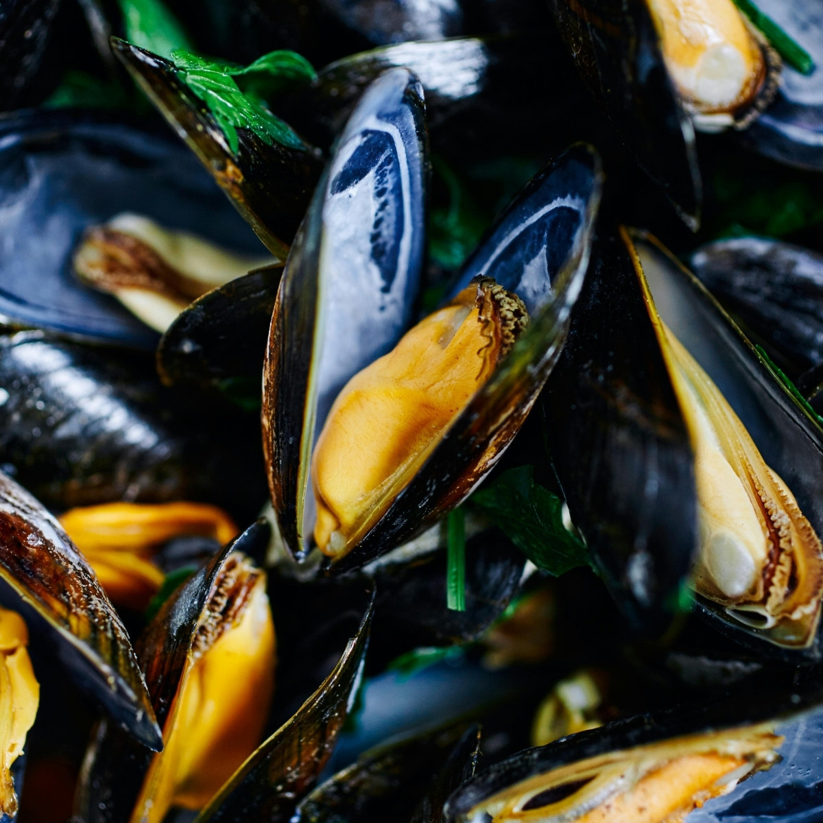 Mussels and Snails