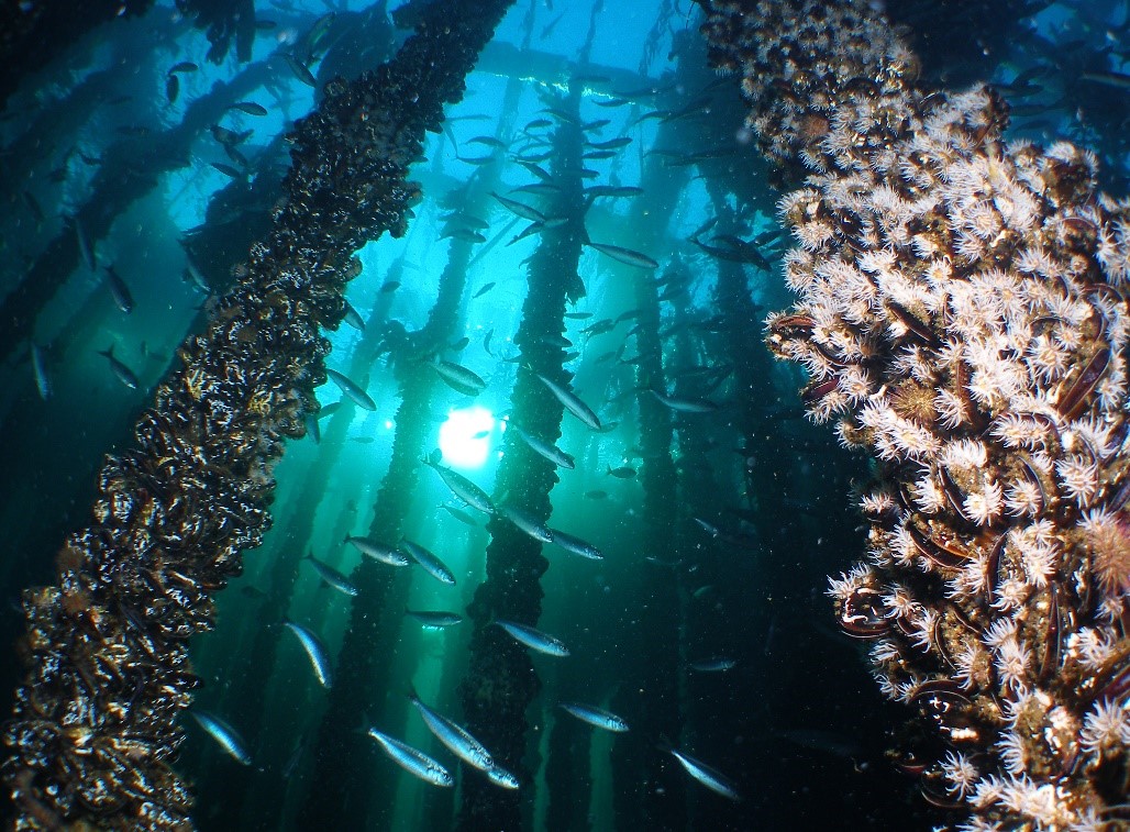 Bottom culture and suspended culture mussels; everything regarding mussel season