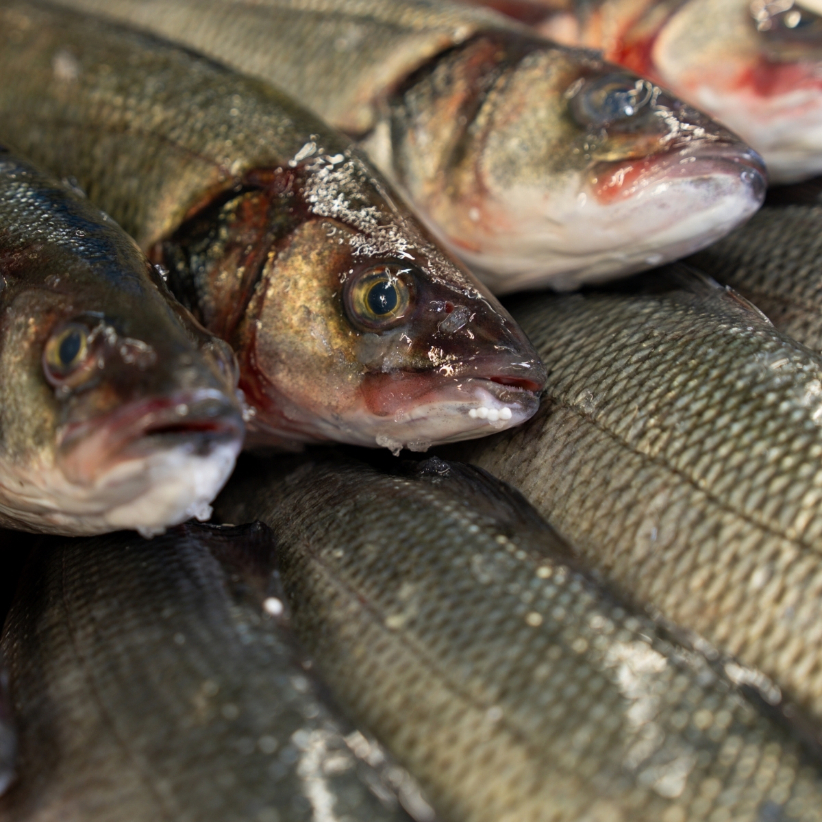 Autres Poisson frais