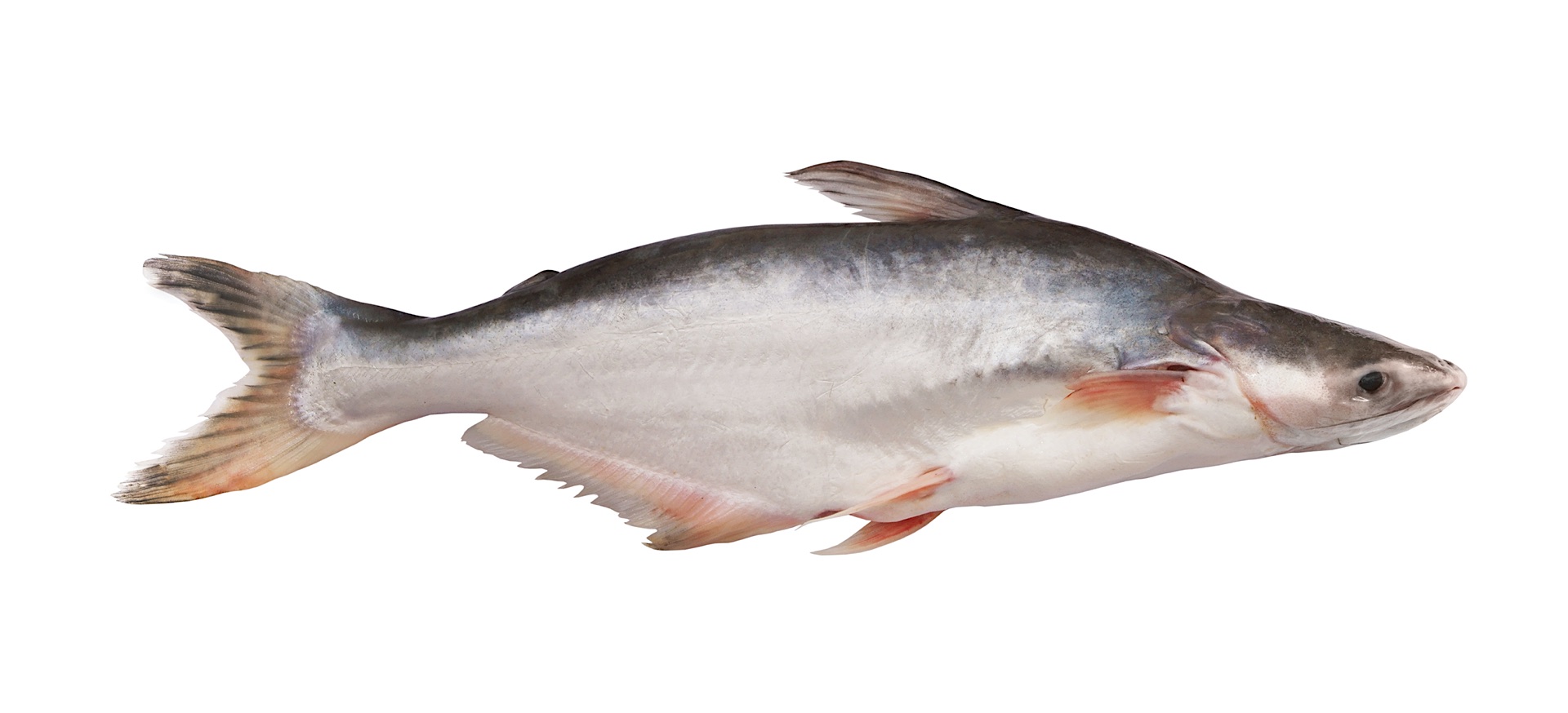 Pangasius – family of the giant catfish