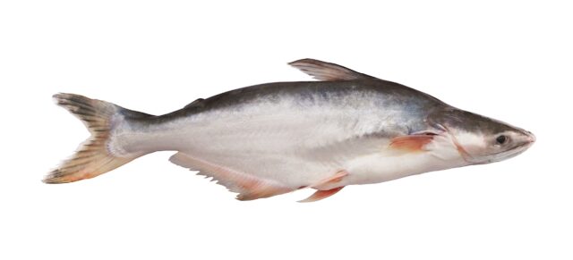 Pangasius belongs to the giant catfish family.