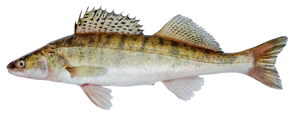 The pikeperch: characteristics, habitat, and fishing