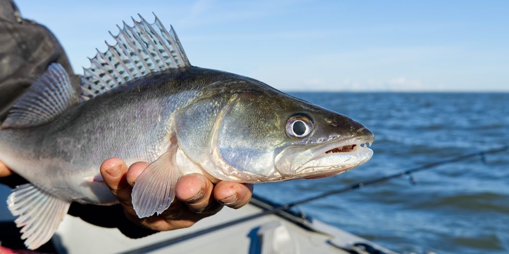 Pikeperch Mooijer Volendam