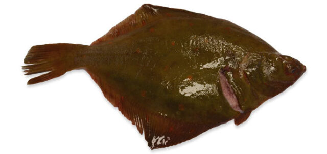 Plaice