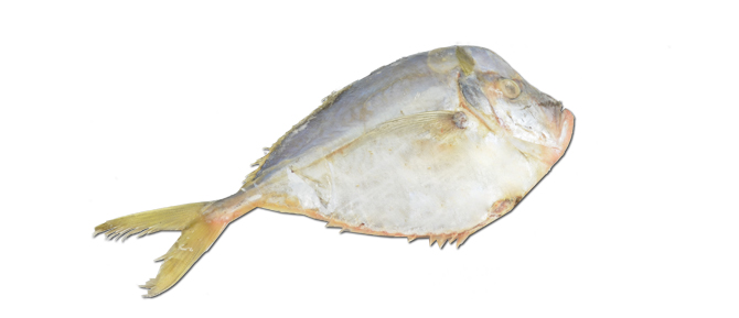 Caribbean pomfret – Selene setapinnis