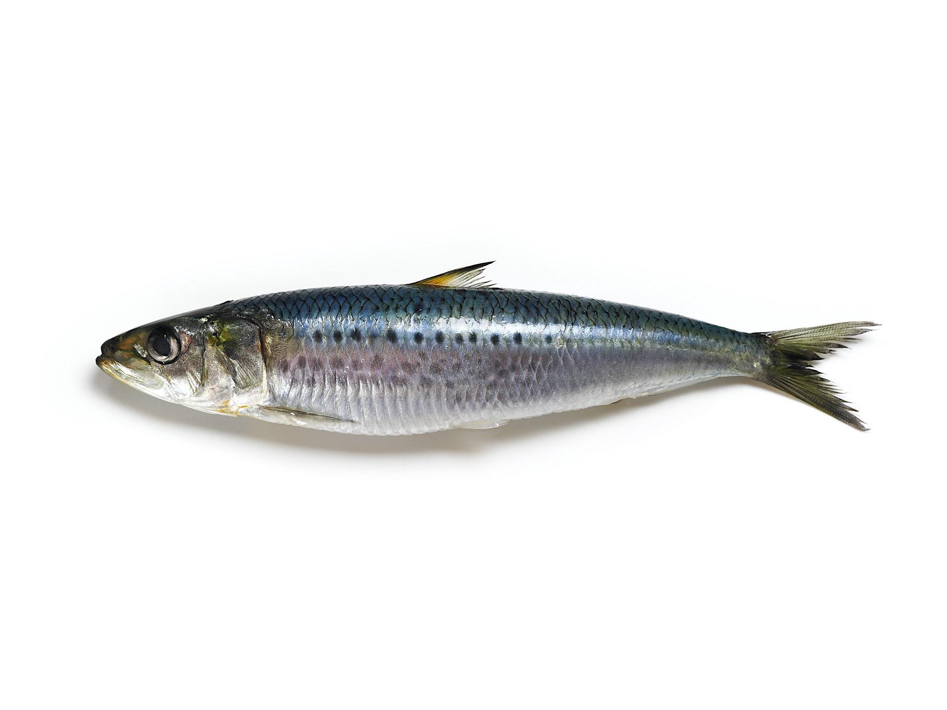 The interesting life story of the sardine