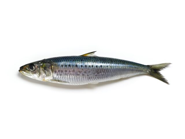 The sardine is a ray-finned fish with a greenish-brown back and silver-coloured flanks
