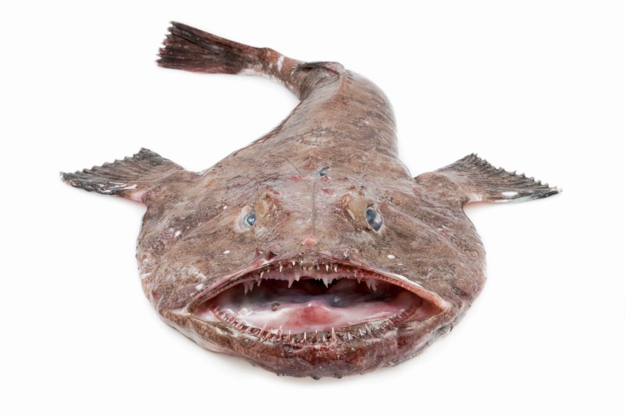 Seeteufel
