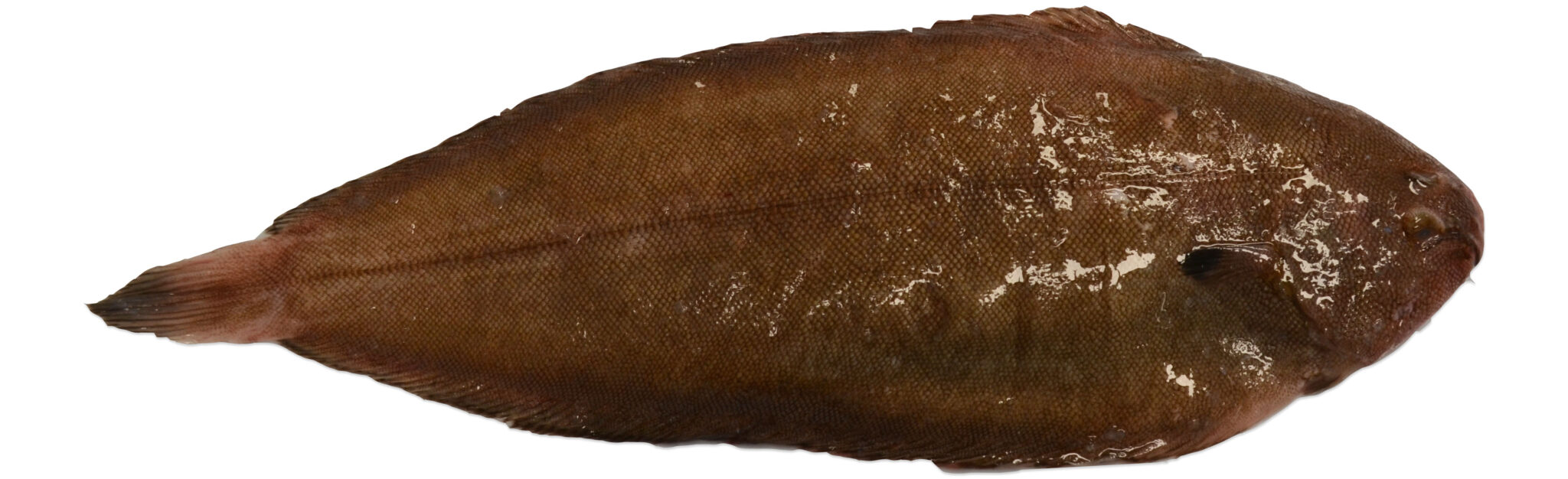 Sole the tastiest flatfish in the sea