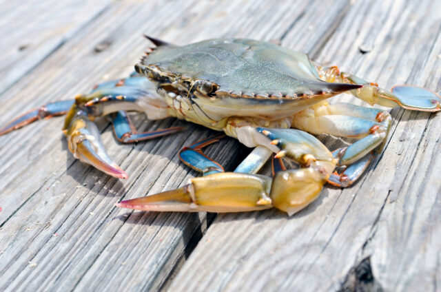 Blue soft shell Crab