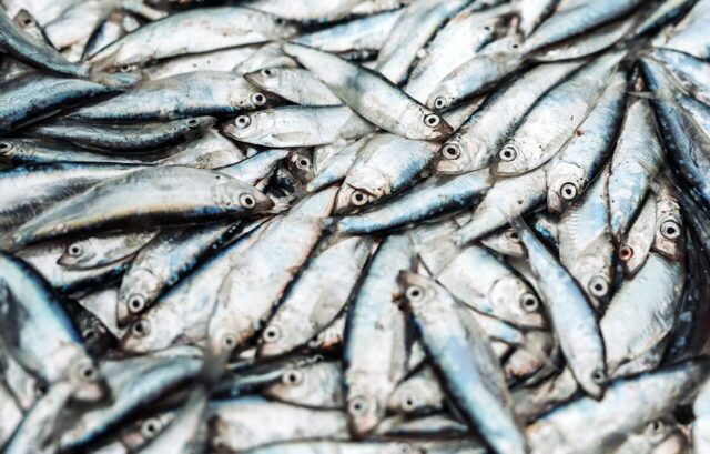 Sprat at the fish market. Fresh organic fish