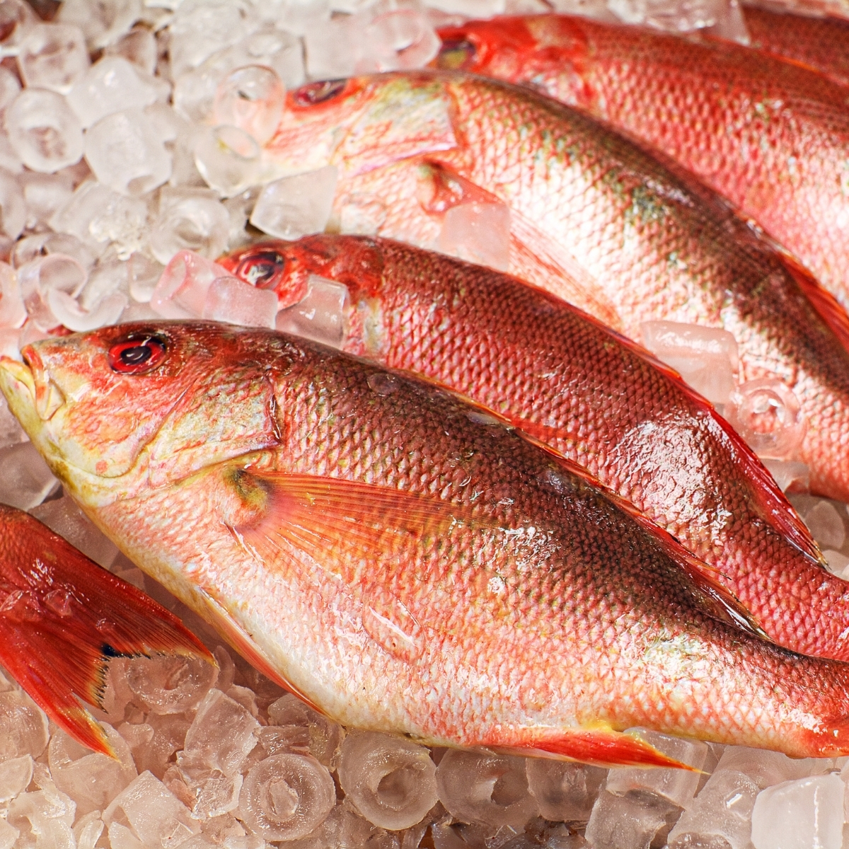 Surinamese Fish