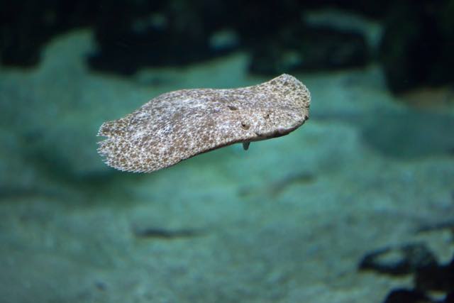Serving Turbot