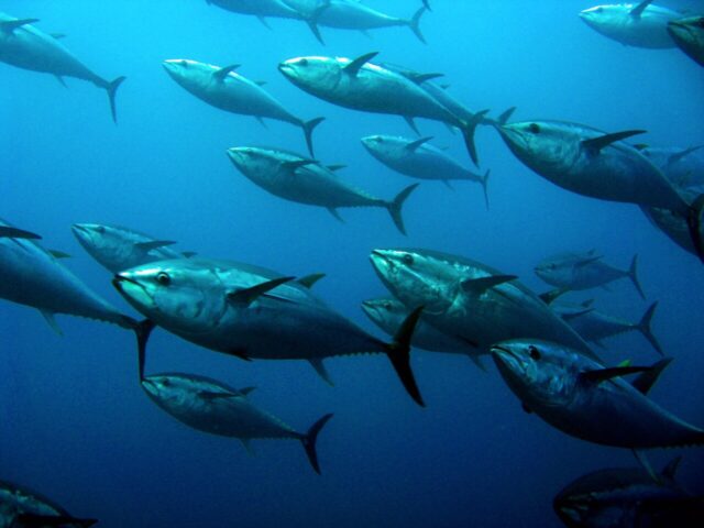 Tuna belongs to the mackerel family