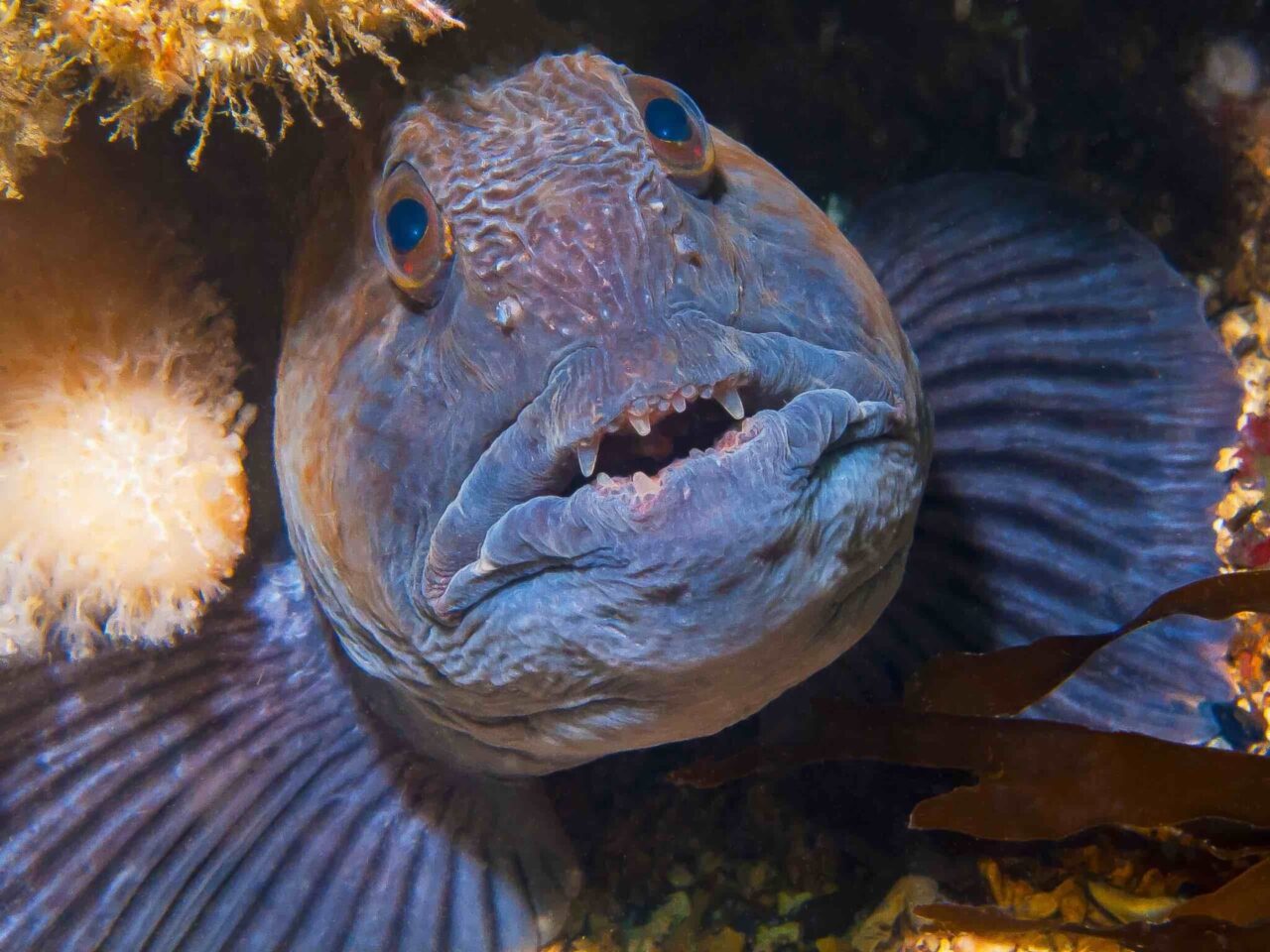 The differences between monkfish and wolffish