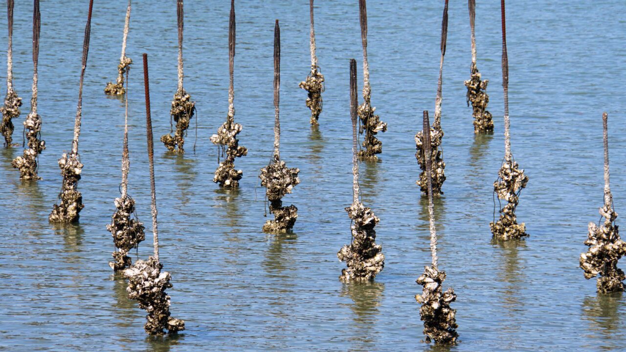 The lifestyle of the European Flats and the Creuse oyster