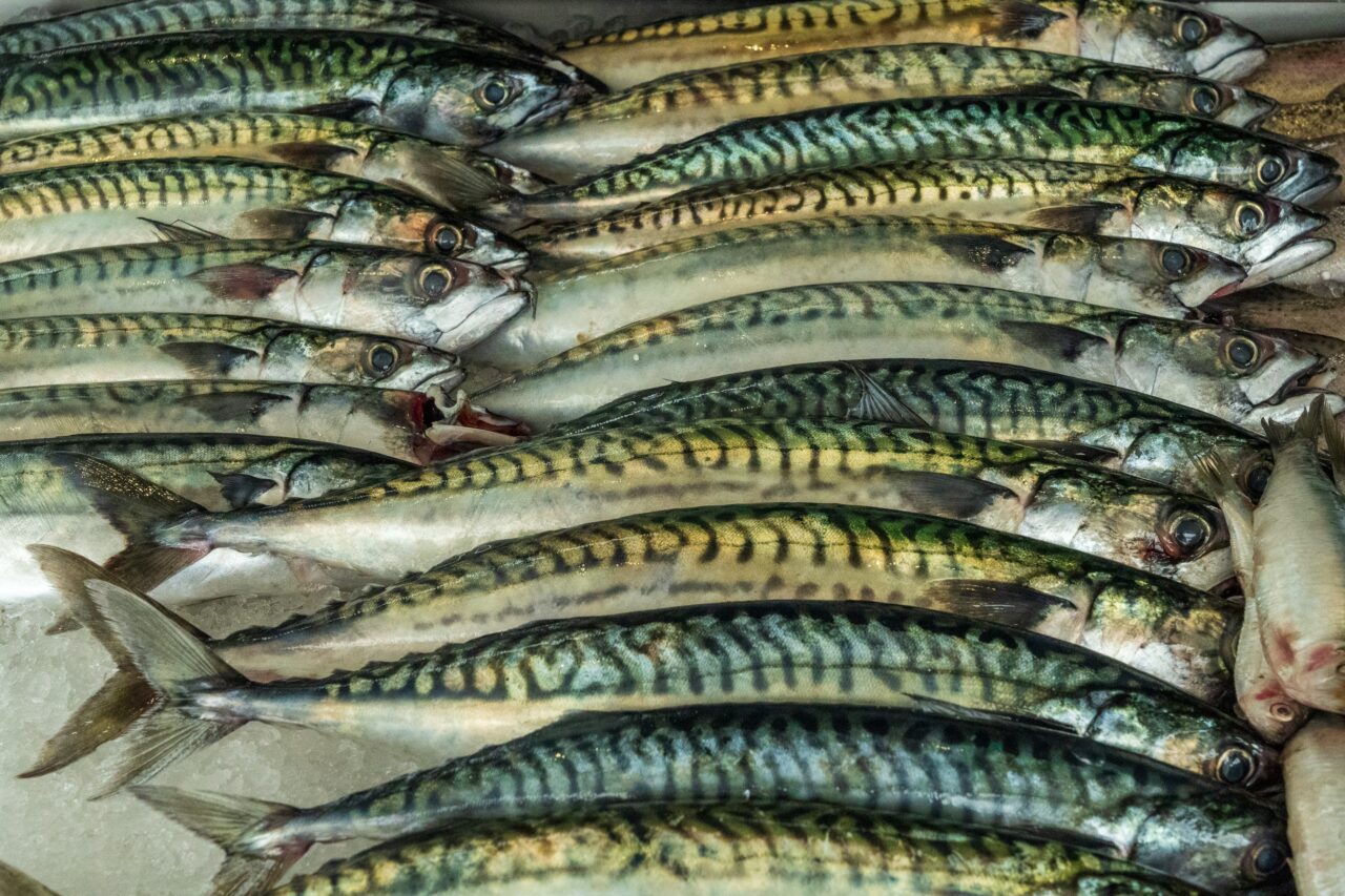 Mackerel: a healthy, sustainable choice