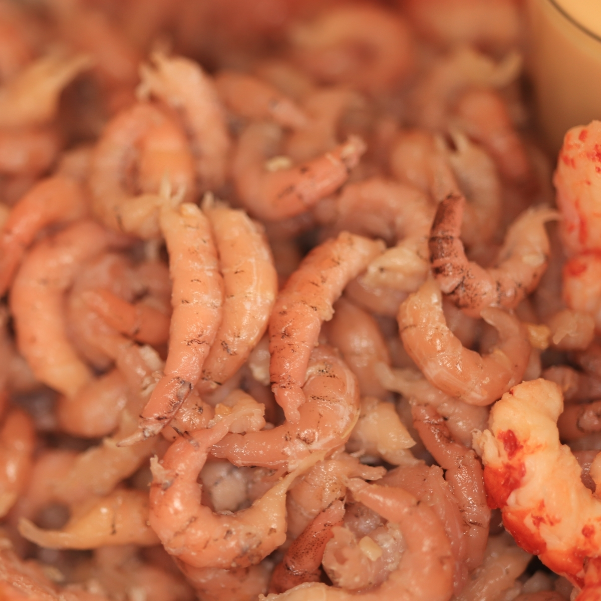 Crevettes fraîches