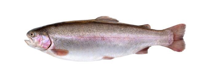 Da die Lachsforelle mit anderen Futtermitteln gefüttert wird, wie zum Beispiel Garnelen und Krebse, ist das Fischfleisch der Lachsforelle rosa – genau wie beim Lachs.