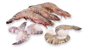 Crustaceans and shellfish