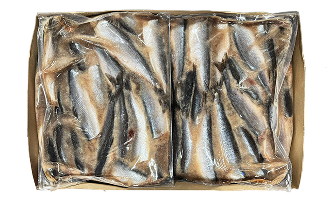 Msc Maatjesharing zonder Kop gezouten 6