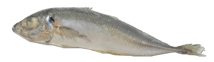 Atlantische Horsmakreel  300/500 G