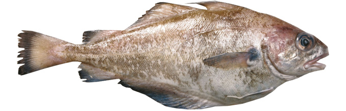 Franzosendorsch