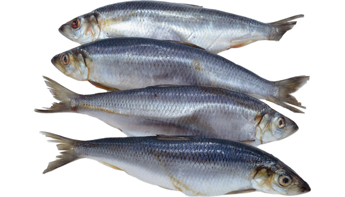 Herring