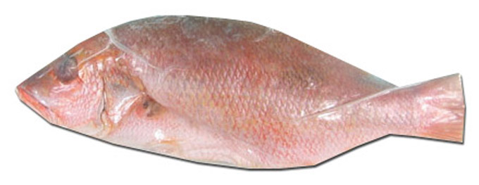 Red Snapper  400/600