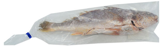 Weißmaul-Umberfisch (Croaker)  500/800