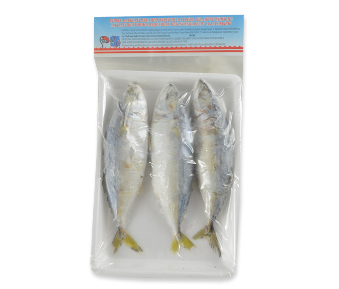 Indian mackerel  100/200