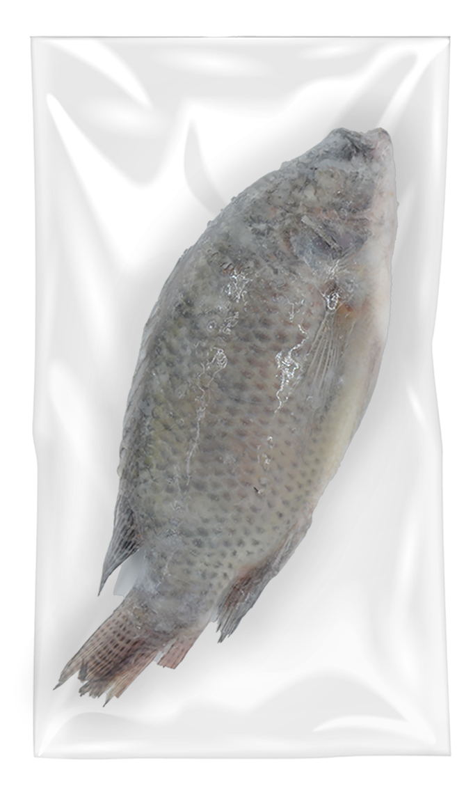 Tilapia  300/500