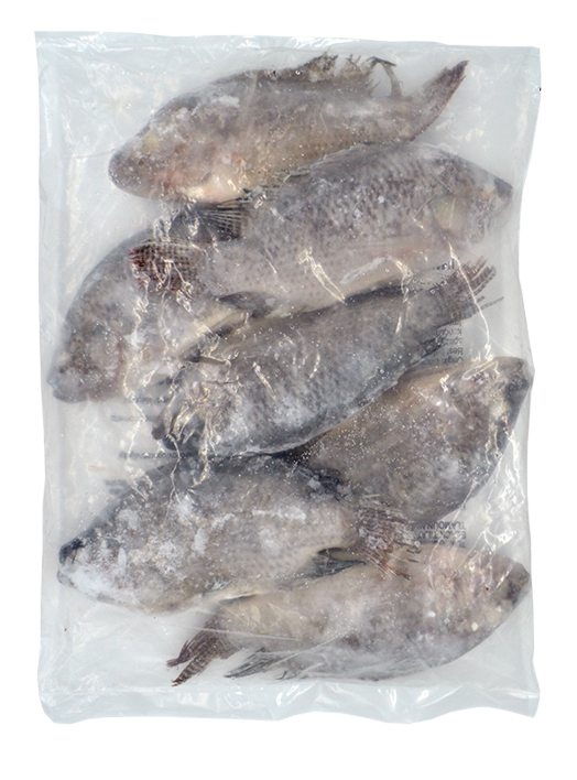Tilapia  500/800