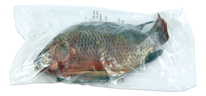 Tilapia  800/+
