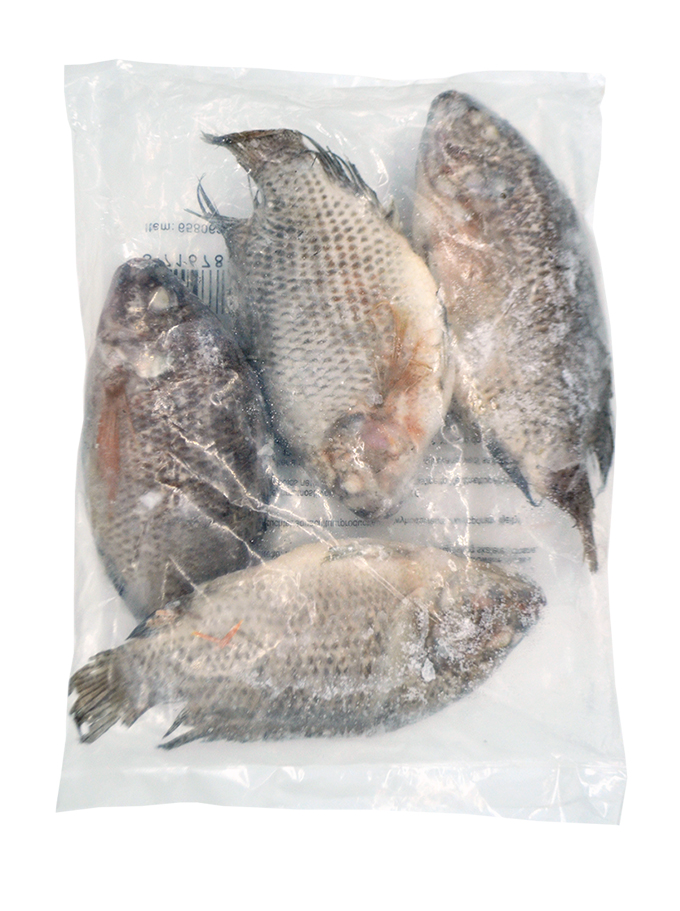 Tilapia  800/+