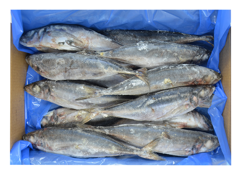 Schildmakrele  500/900 G