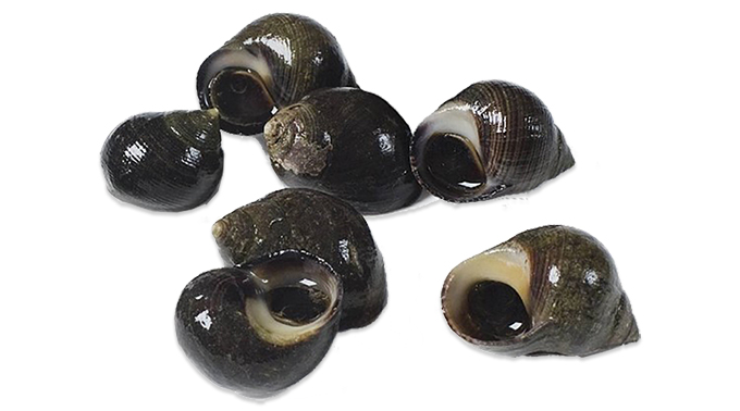 Ufer Schnecke  180-250 ST/KG